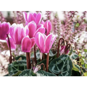 Blooms Cyclamen & leaf