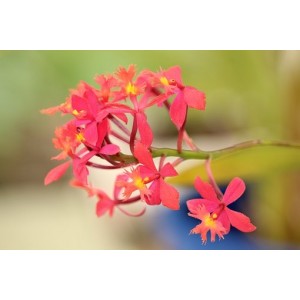 epidendrum, FR33s, orchidee