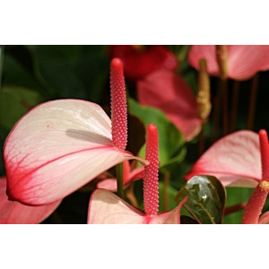 SK Great Impressions Petal Veiner Anthurium Pink Champion L