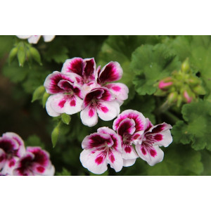 Blooms Pelargonium petal cutters set/2