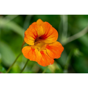 nasturtium, kers, alan, Alan, sugarflower, dunn, alan, dunn, framar, sugarcraft, clayflower, modena, oost, indisch, oost-indisch