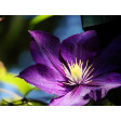 DPM, clematis, petal, cutter, sugarflower, clayflower, uitsteekvorm, snijder, suikerbloem