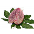 squires, anthurium, veiner, flamingo, dimpled, GM05A004-05