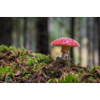 mushroom, toadstool, fairy, paddestoelen, kitbox, herfst, autum, nature