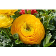 ranunculus, ranonkel, Alan, Dunn, collection, framar, fr, pc, frpc, frpc16, frpc016, pc16, pc016, petal, bloemblad, cutter, uitsteker, collectie