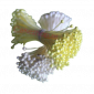 Stamens Medium Pearl White