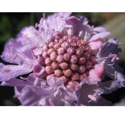 online, facebook, workshop, scabious, scabiosa, duifkruid, arina, porsina, cold porcelain, porselein, sugarflower, clayflower, suikerbloem